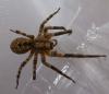 Zoropsis spinimana